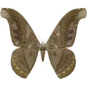 RHESCYNTIS PSEUDOMARTII